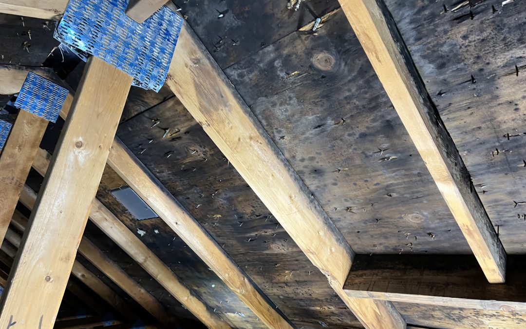 Black attic mold
