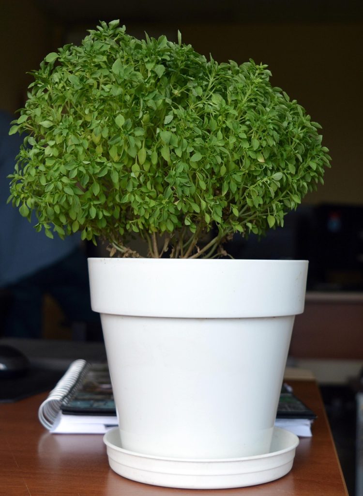 Mold can grow on houseplants
