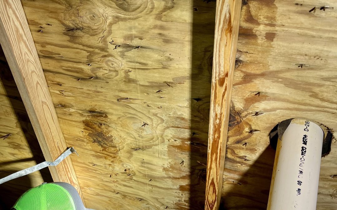 Professional mold inspection in attic